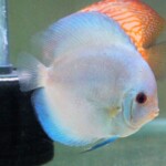 Discus Bleu Diamons