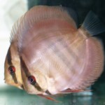 Discus Ica Red