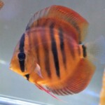 Discus Ica Red