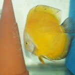 Discus Millenium Golden