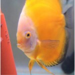 Discus Millenium Golden