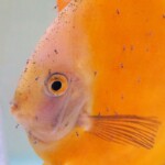 Discus Millenium Golden