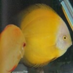 Discus Millenium Golden