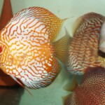 Discus Pigeon Targer