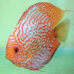Discus Pigeon Targer