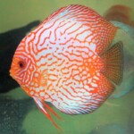 Discus Pigeon Targer