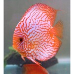 Discus Pigeon Targer