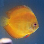 Discus golden Emperor