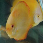 Discus golden Emperor