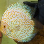 Discus golden checker Board