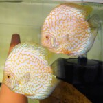 Discus golden checker Board