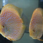Discus golden checker Board