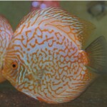 Discus golden checker Board