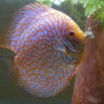 Discus golden checker Board