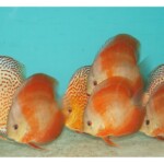 Discus red Cover