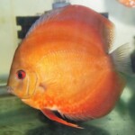 Discus red Cover