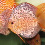 Discus super Eruption
