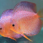 Discus super Eruption
