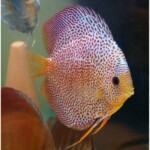 Discus super Eruption