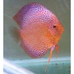 Discus super Eruption