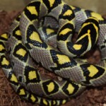 Euprepiophis Mandarinus Vietnam