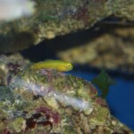 Gobiodon okinawe
