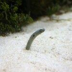 Heteroconger hassi