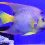 Holacanthus ciliaris