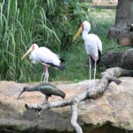Ibis hagedash