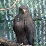 Le Pygargue à queue blanche (Haliaeetus albicilla) appelé également grand aigle de mer, aigle barbu, orfraie ou encore haliète albicille, est une espèce de rapaces de grande envergure de la famille des Accipitr