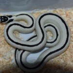 Lampro .g calif HW reverse Stripe