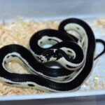 Lampropeltis getulus californiae black stripe