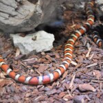 Lampropeltis pyromelana Santa Rita