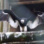 Le Vautour à tête blanche (Trigonoceps occipitalis) est une espèce de vautour de la famille des Accipitridae.