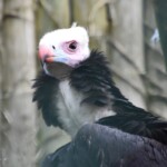 Le Vautour à tête blanche (Trigonoceps occipitalis) est une espèce de vautour de la famille des Accipitridae. (2)
