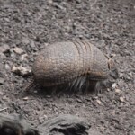 Le tatou à trois bandes Tolypeutes tricinctus