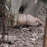 Le tatou à trois bandes Tolypeutes tricinctus