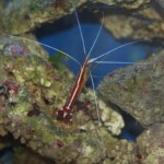 Lysmata amboinensis