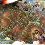 Montipora stelatta