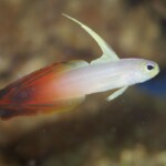 Nemateleotris magnifica