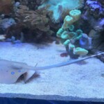 Neotrygon kuhlii
