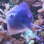 Neotrygon kuhlii