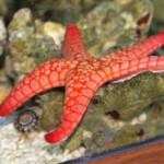 Ophidiasteridae