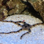 Ophiolepis Superba