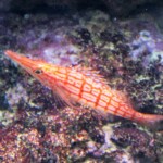 Oxycirrhites typus