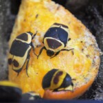 Pachnoda marginata