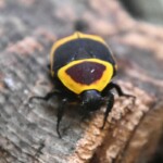 Pachnoda marginata