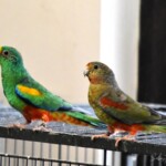 Perruche multicolore Psephotellus varius - Mulga Parrot