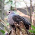 Pigeon de Jamaïque Patagioenas caribaea