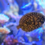 Poisson de pomme de pin